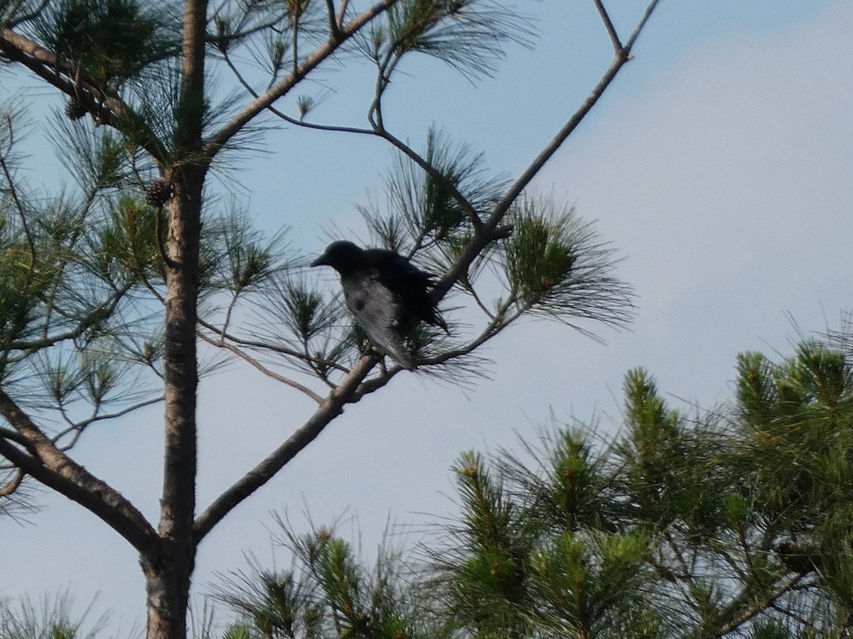 American Crow - ML635522524
