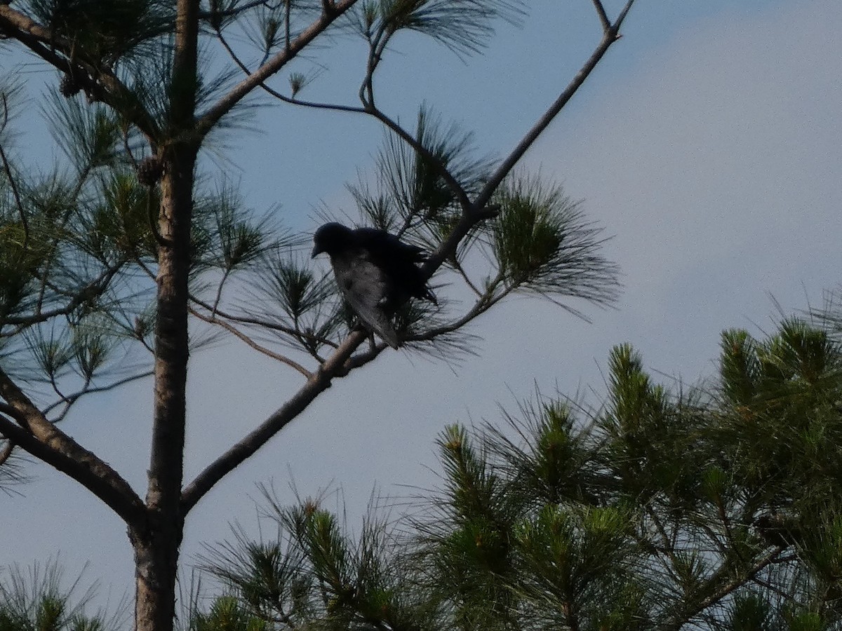 American Crow - ML635522525