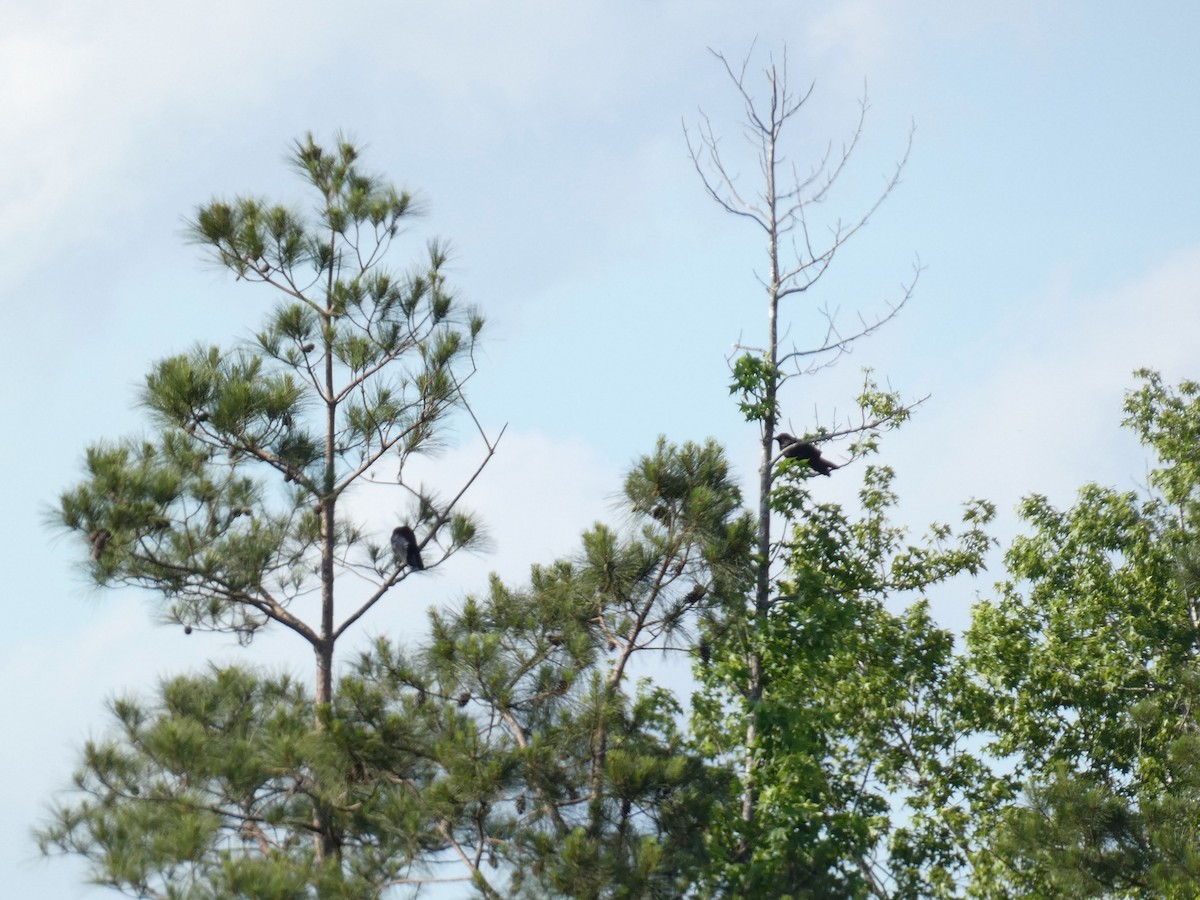 American Crow - ML635522526