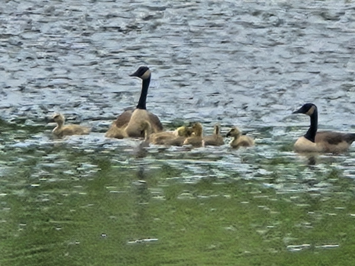 berneška velká - ML635522590