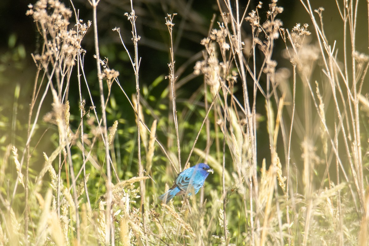 Indigo Bunting - ML635522633