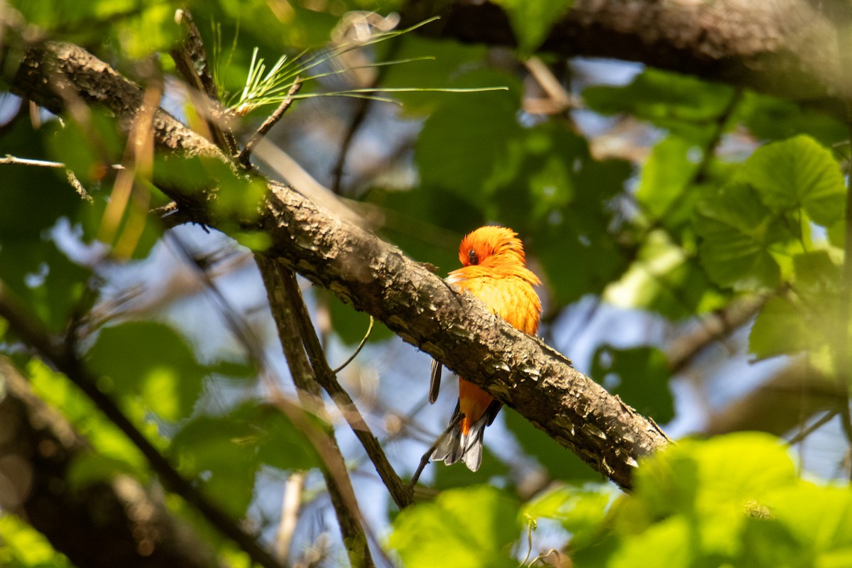 Scarlet Tanager - ML635522645