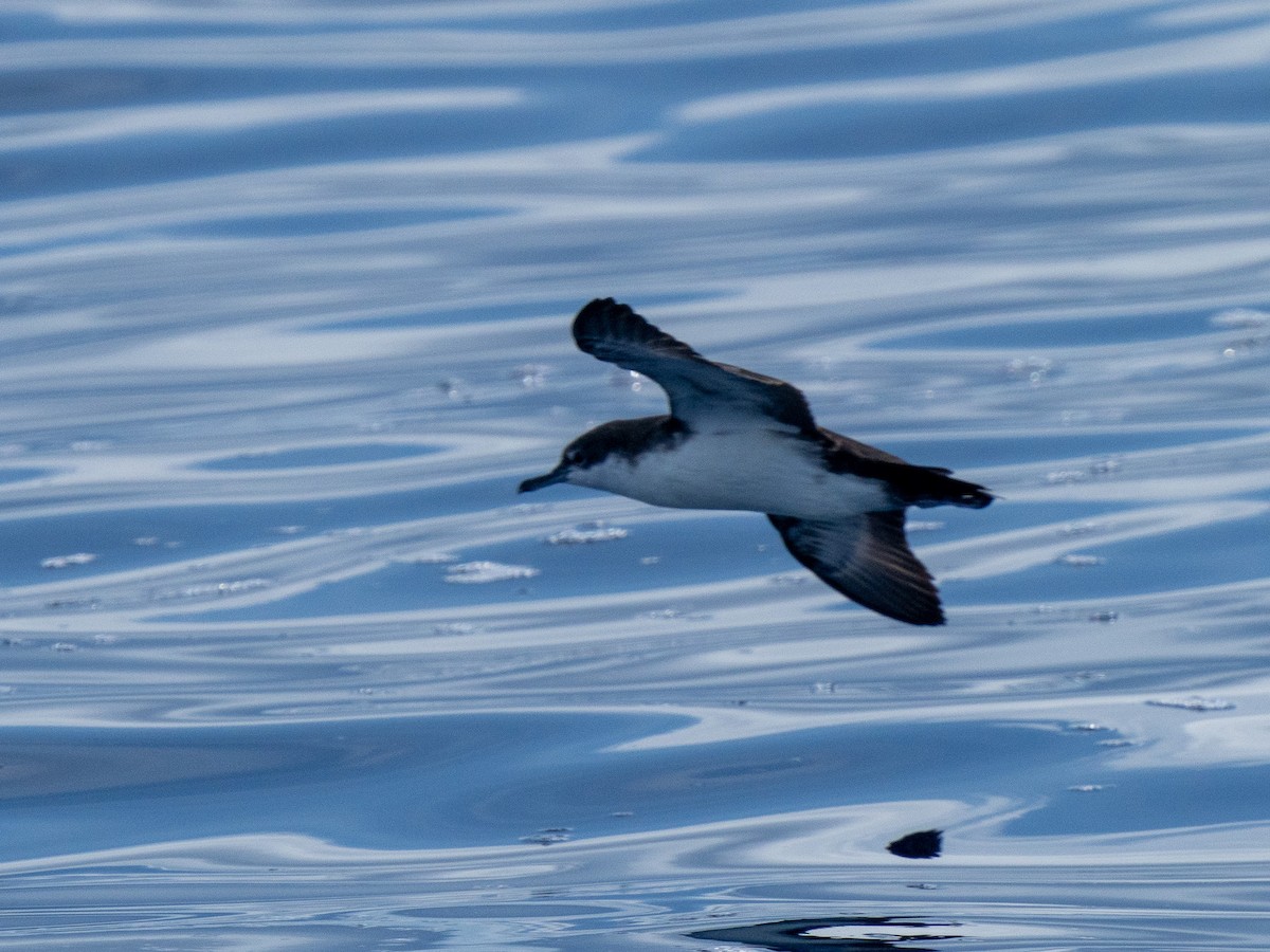 Galapagos Shearwater - ML635522647