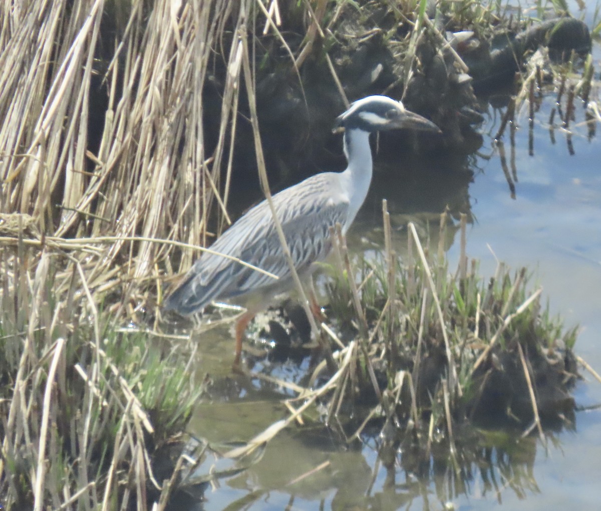 Yellow-crowned Night Heron - ML635522666