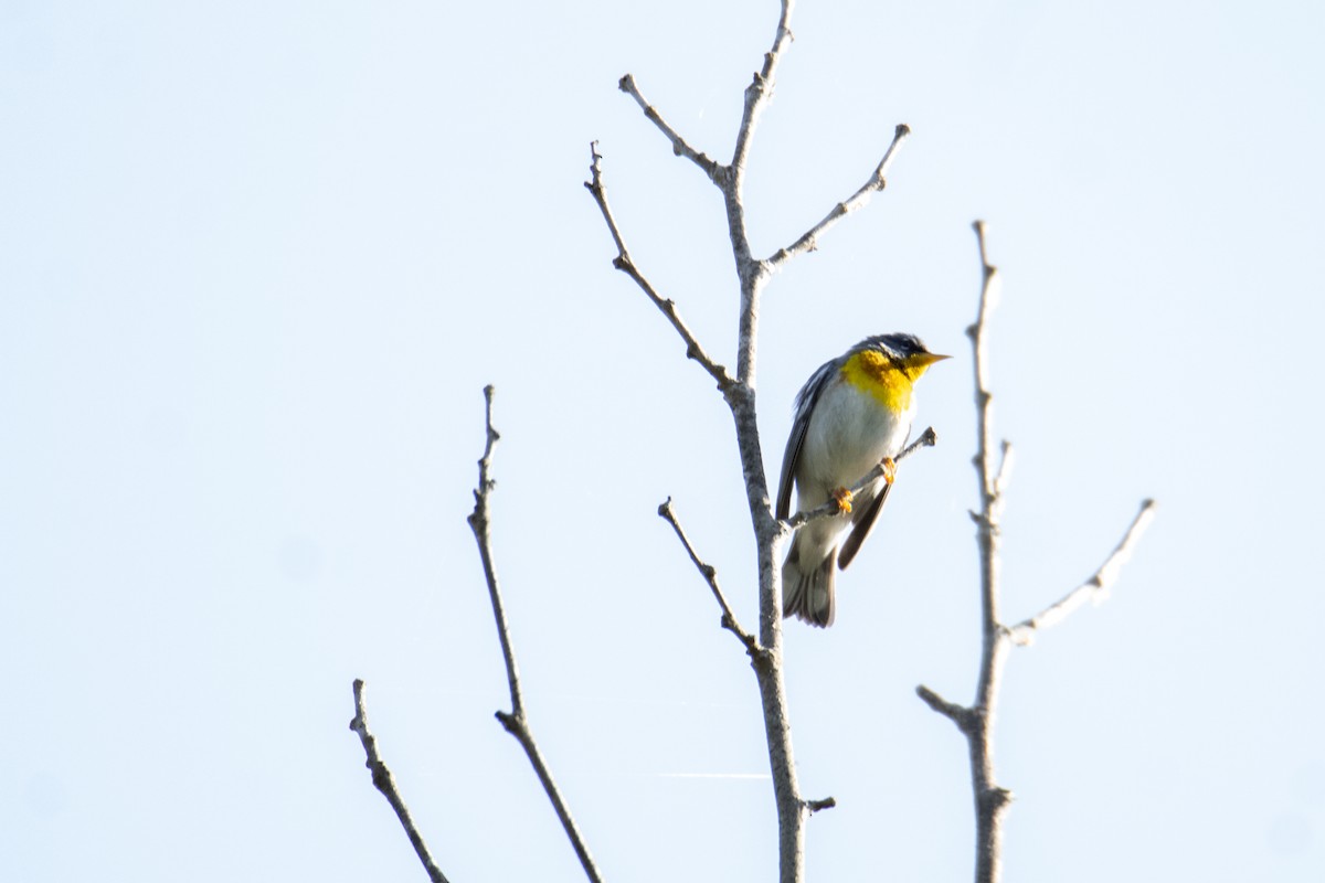 Yellow-breasted Chat - ML635522667