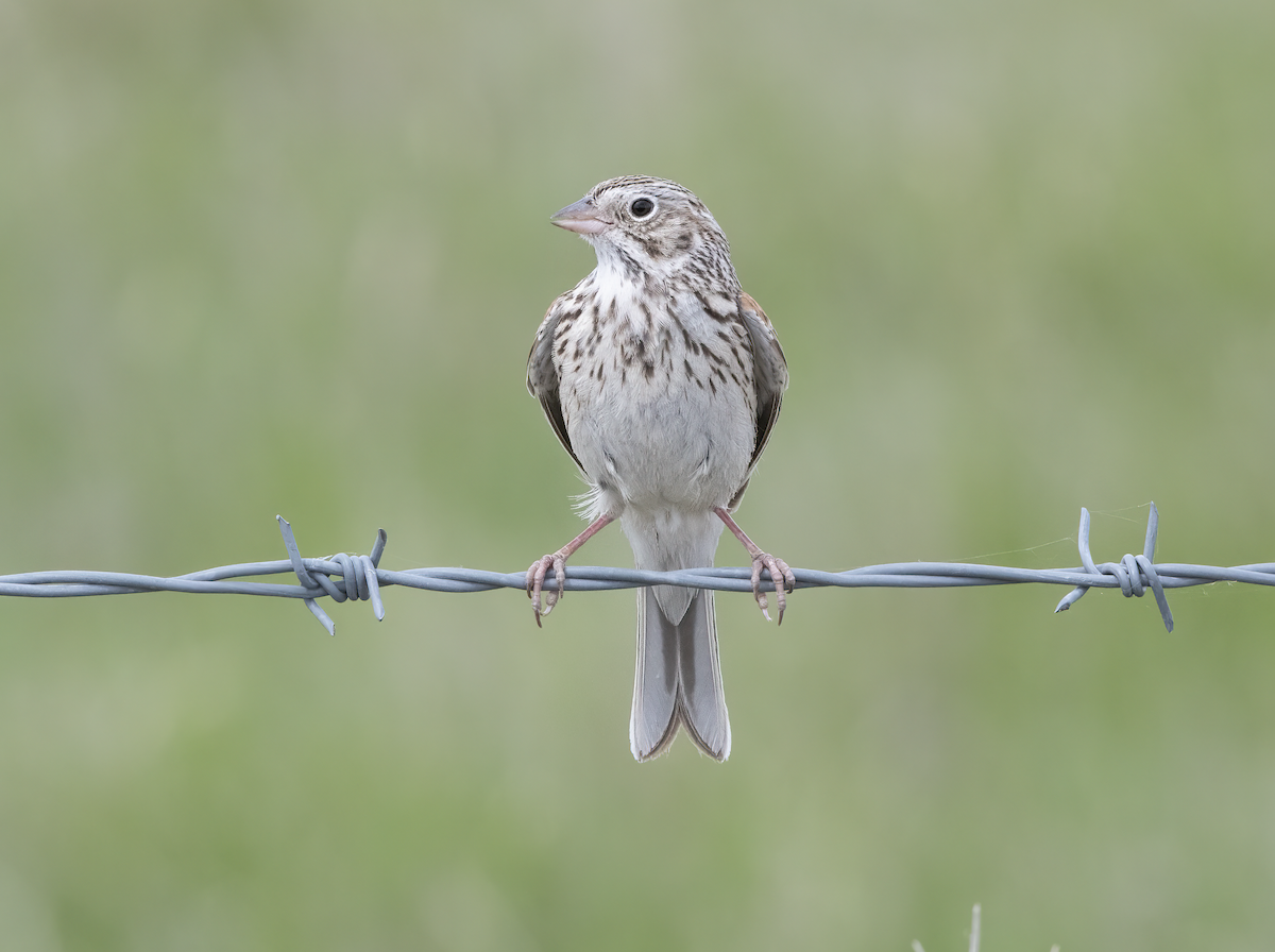 Vesper Sparrow - ML635522758