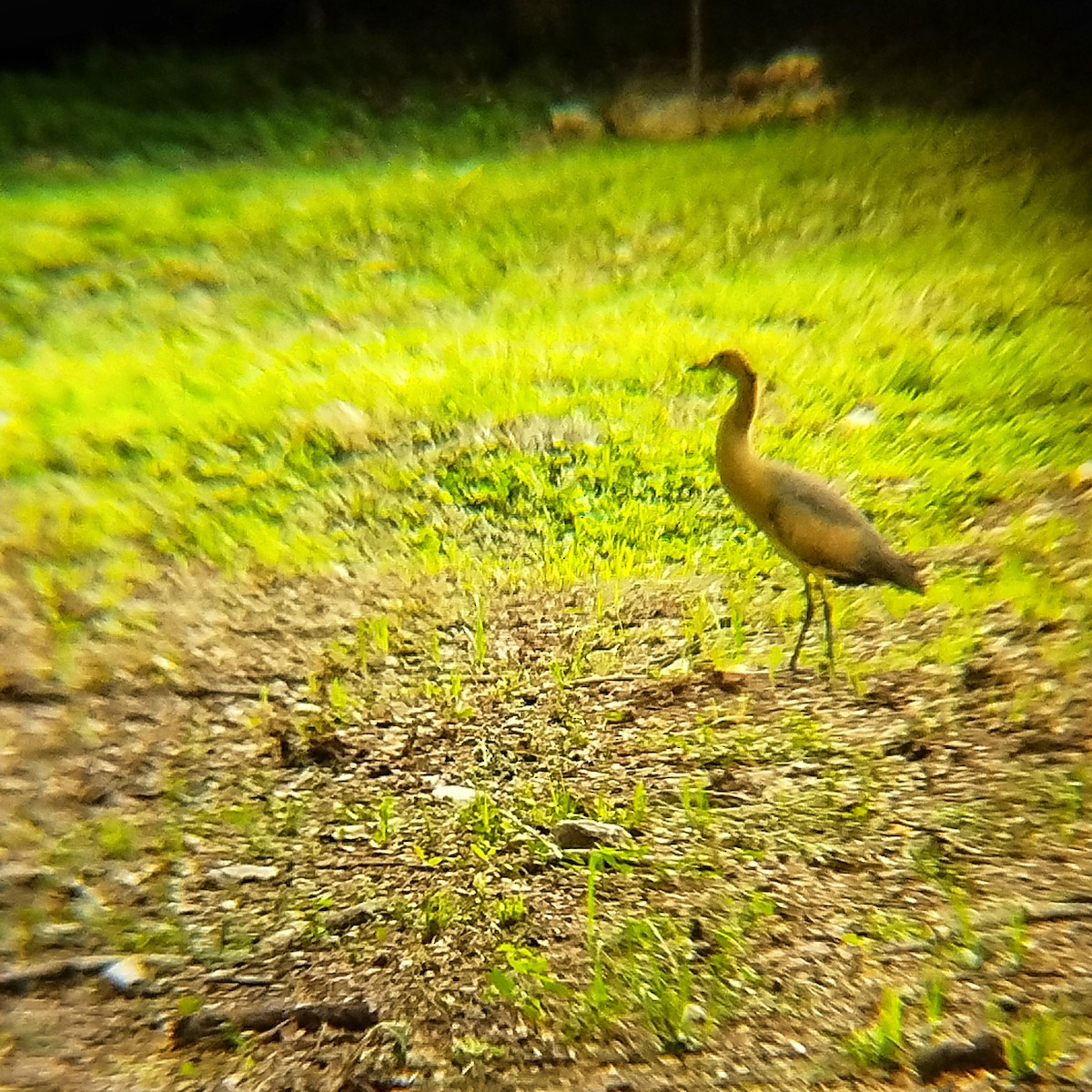 Whistling Heron - ML635522764