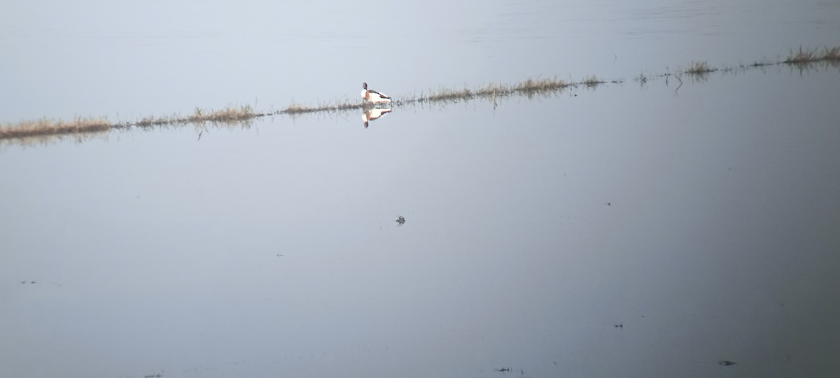 טדורנה - ML635522827