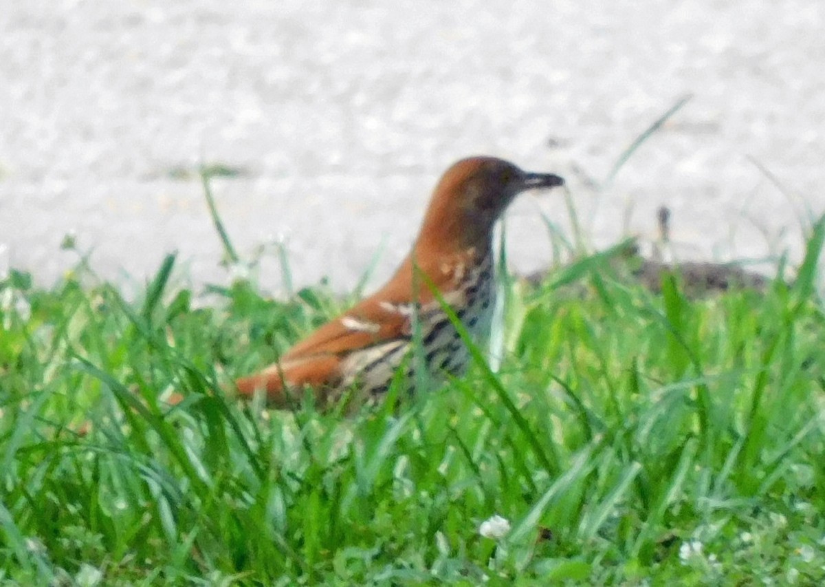 Brown Thrasher - ML635522828