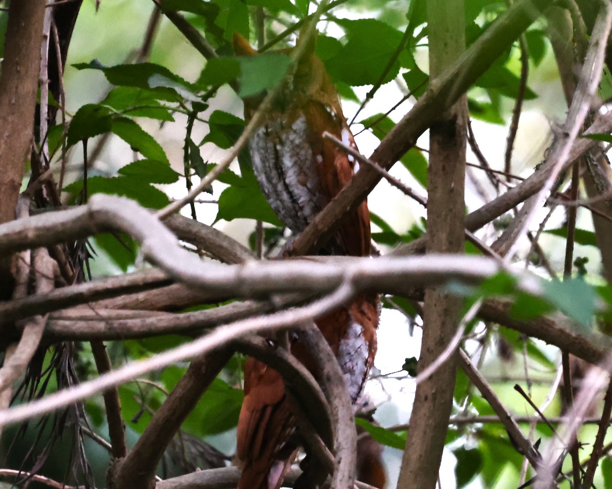 Indian Scops-Owl - ML635522835