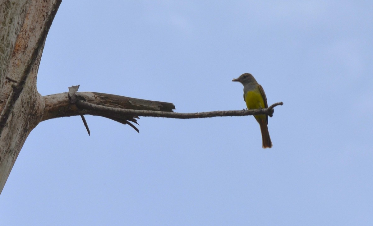 Great Crested Flycatcher - ML635522860