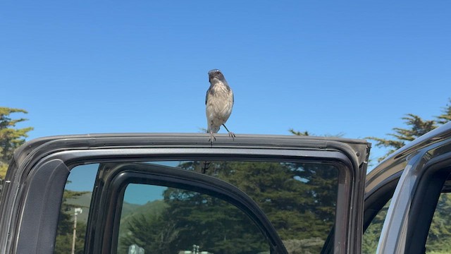 California Scrub-Jay - ML635522890