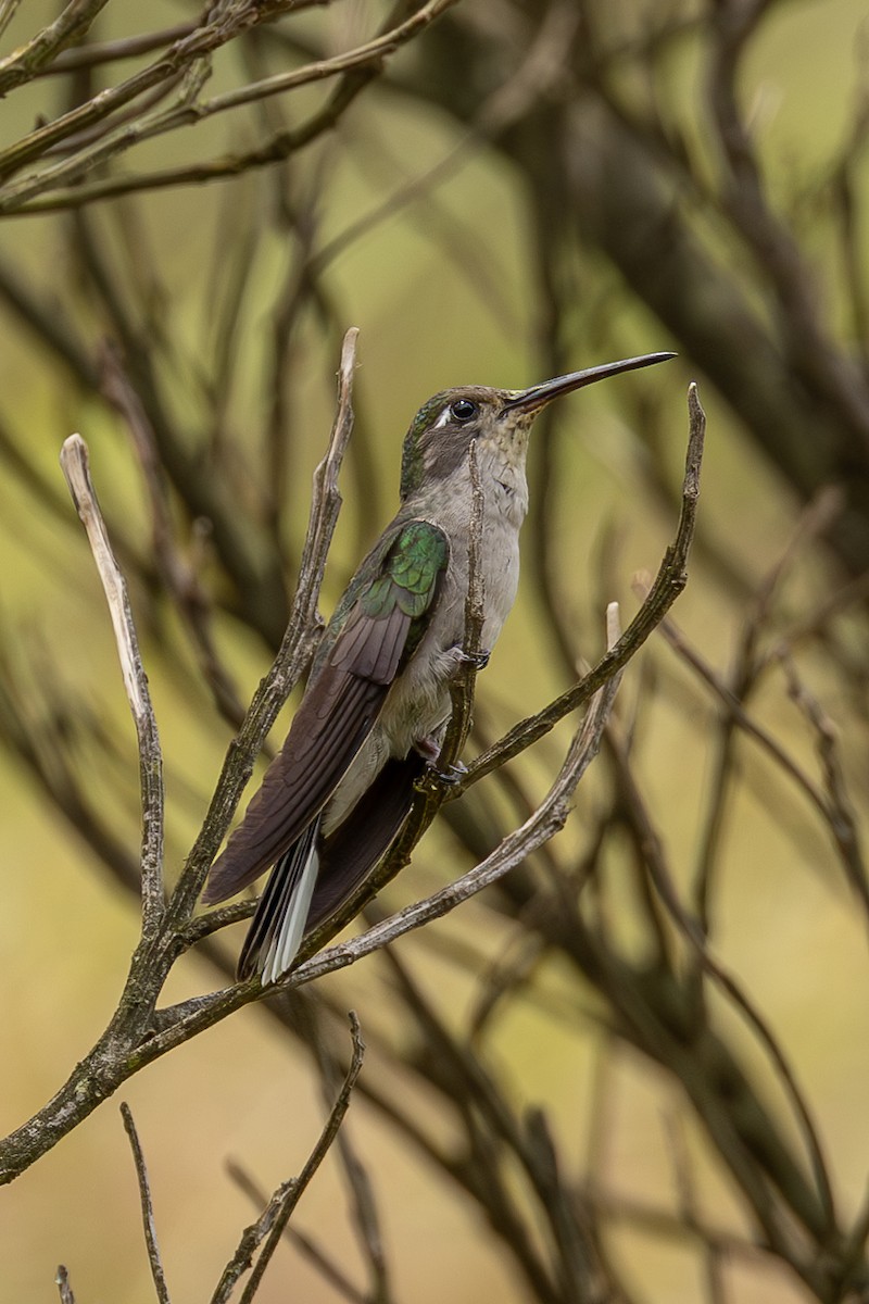 Diamantina Sabrewing - ML635522899
