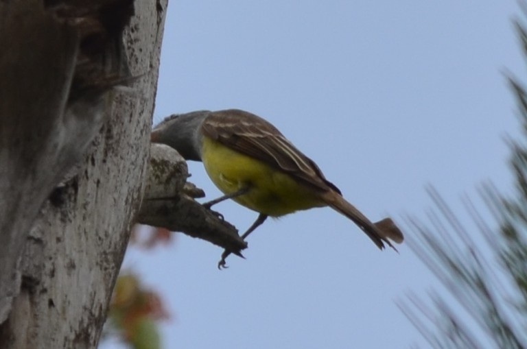 Great Crested Flycatcher - ML635522905