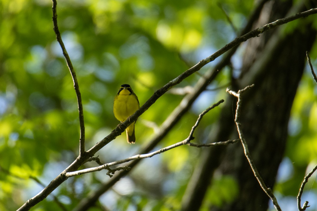 Kentucky Warbler - ML635522907
