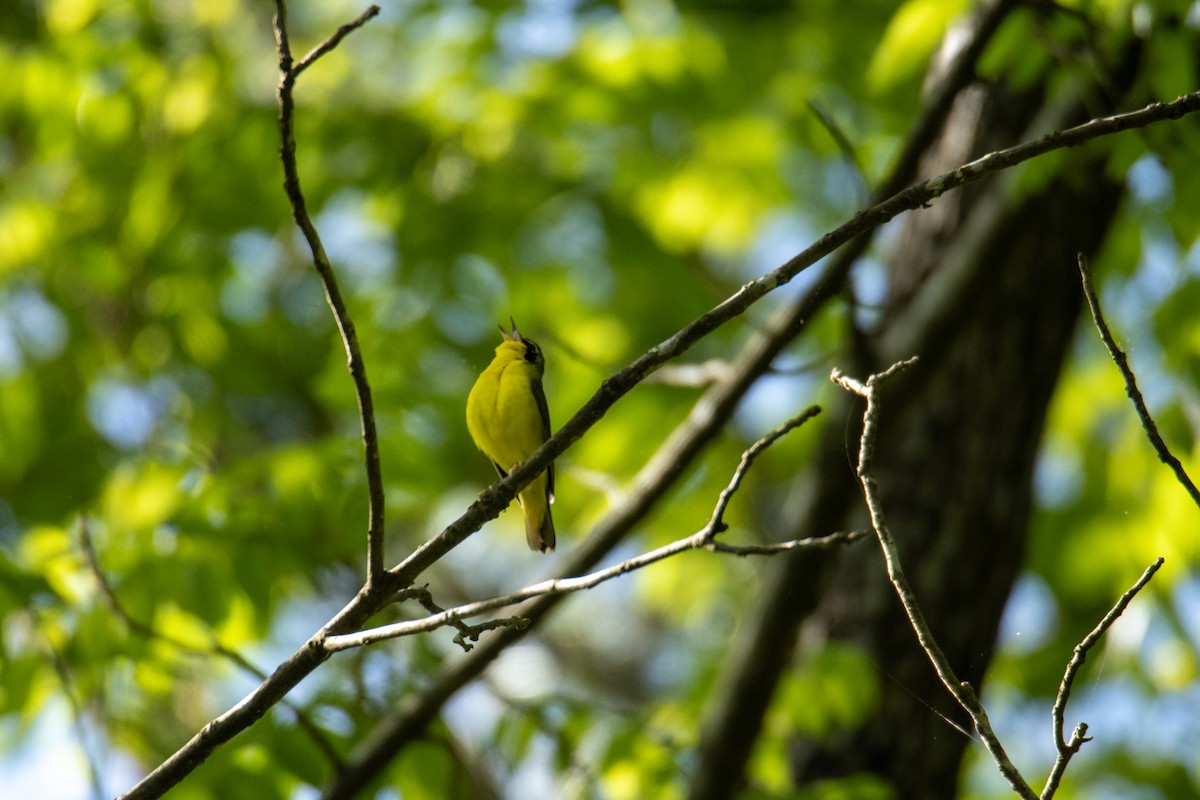 Kentucky Warbler - ML635522909