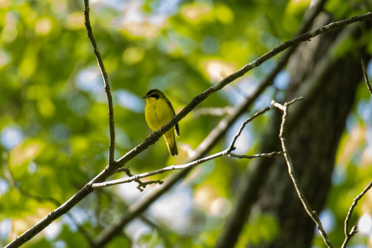 Kentucky Warbler - ML635522910