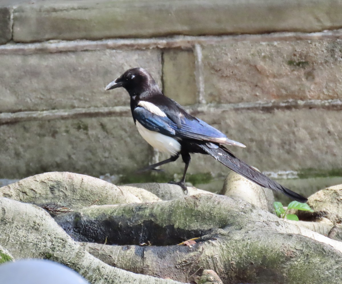 Oriental Magpie - ML635522916