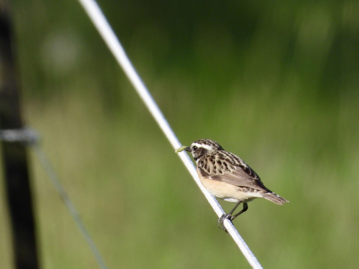 Whinchat - ML635522966