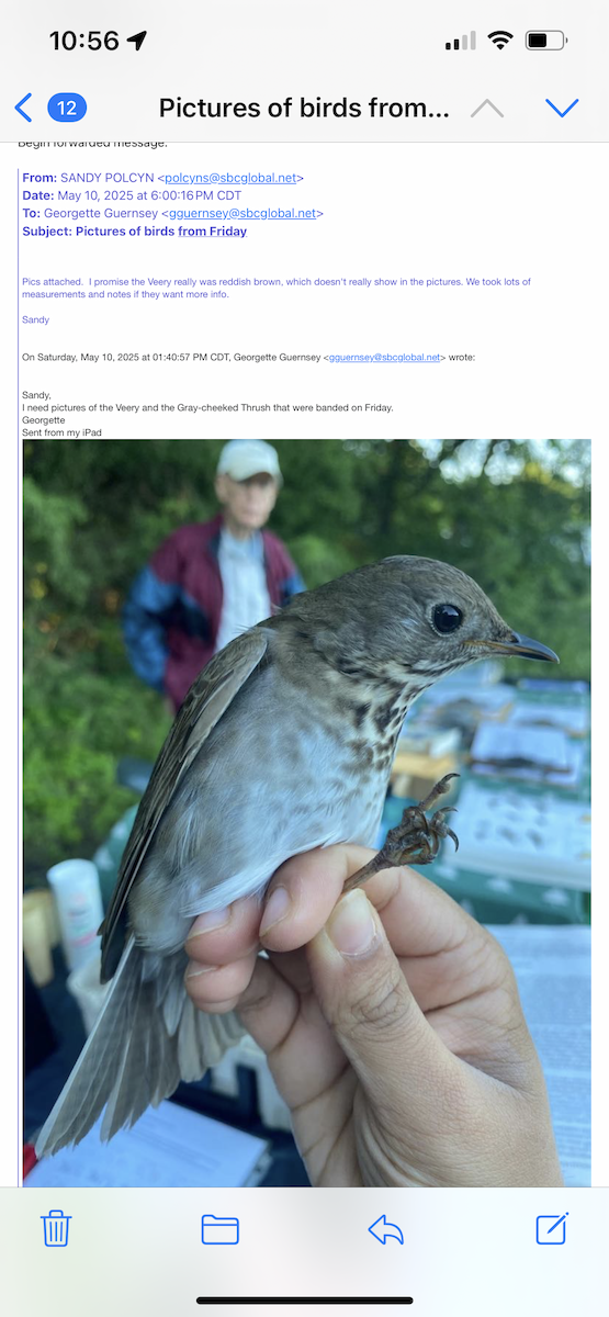 Gray-cheeked Thrush - ML635522973
