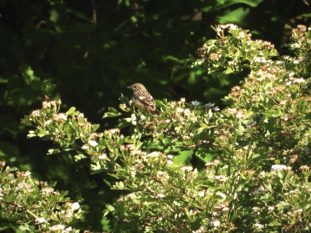 European Stonechat - ML635522974