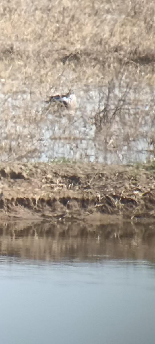 מרית צפונית - ML635522980