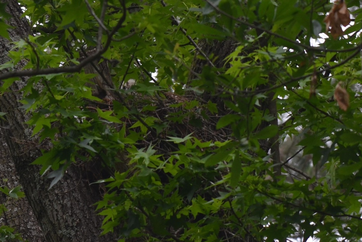 Red-shouldered Hawk - ML635523018