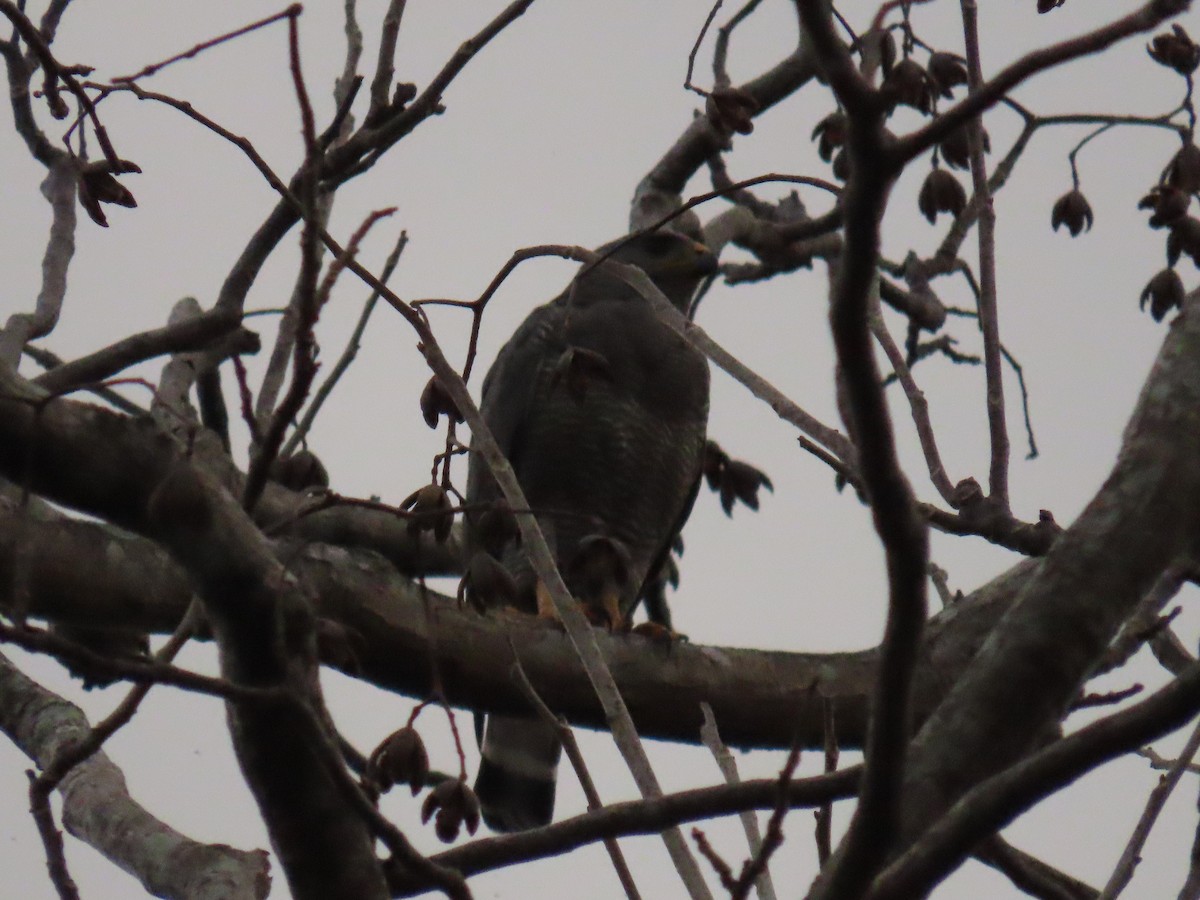 Gray Hawk - ML635523027