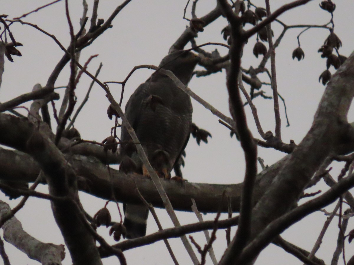 Gray Hawk - ML635523028