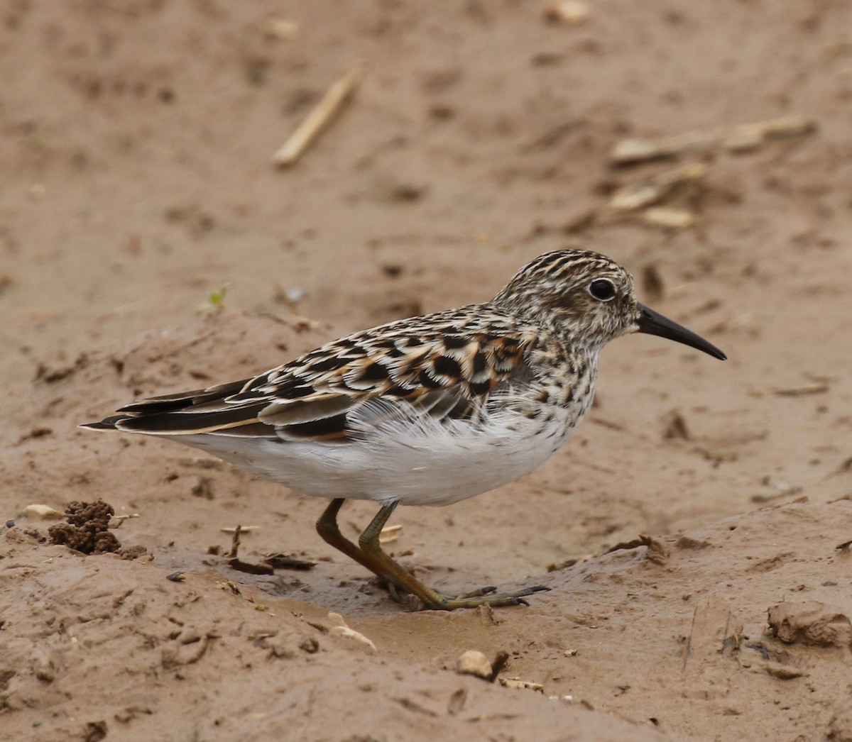 Least Sandpiper - ML635523030
