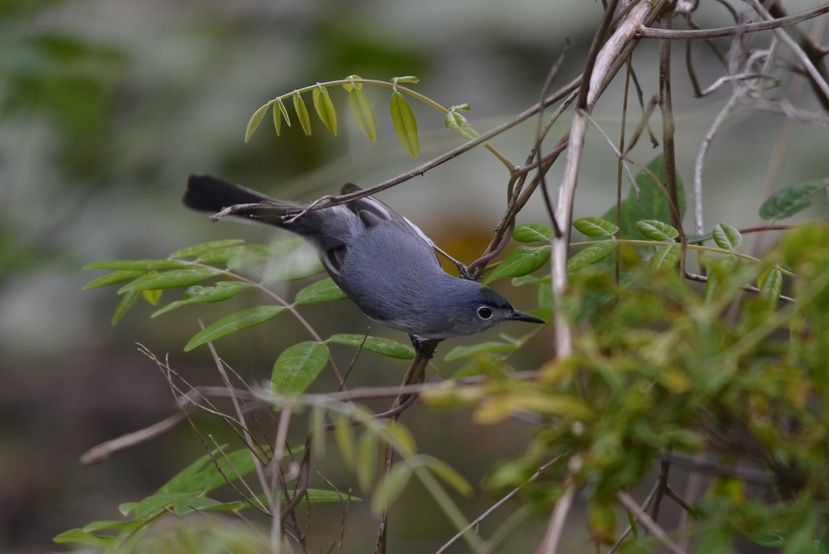 Blue-gray Gnatcatcher - ML635523081
