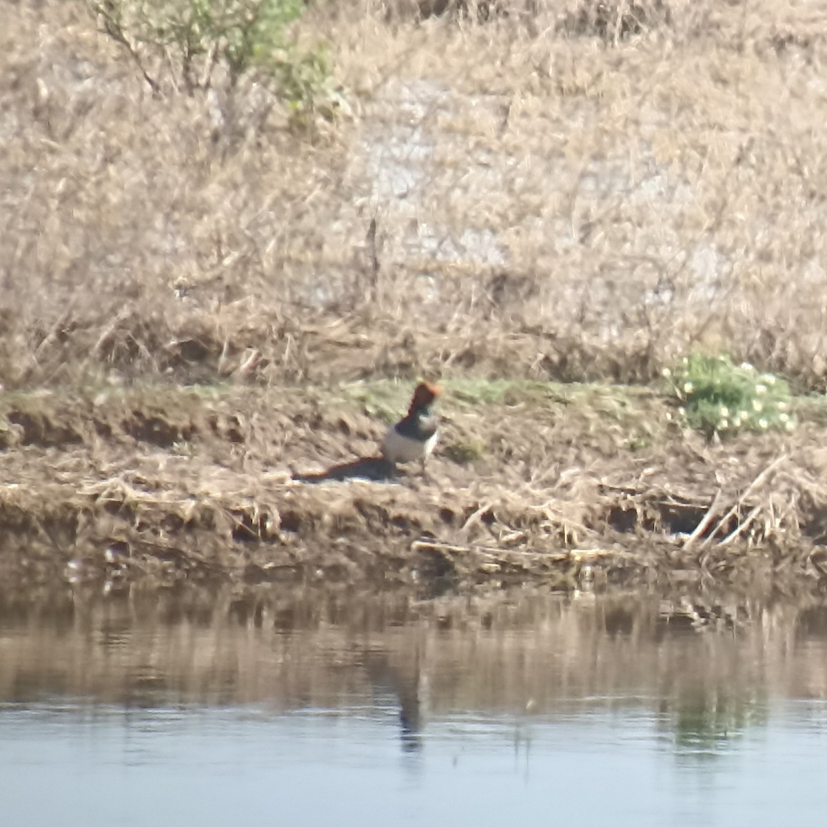 צולל חלודי - ML635523084