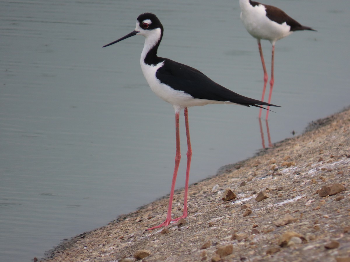 Black-necked Stilt - ML635523112