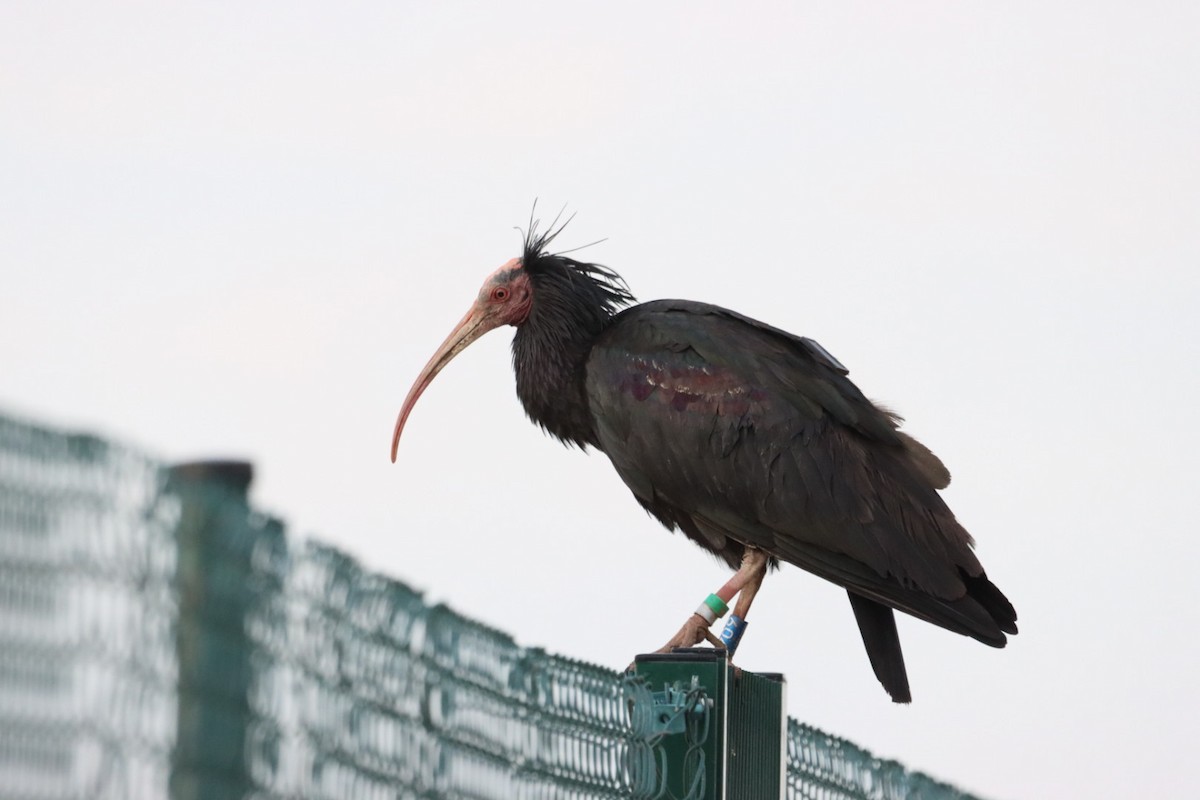 Northern Bald Ibis - ML635523118