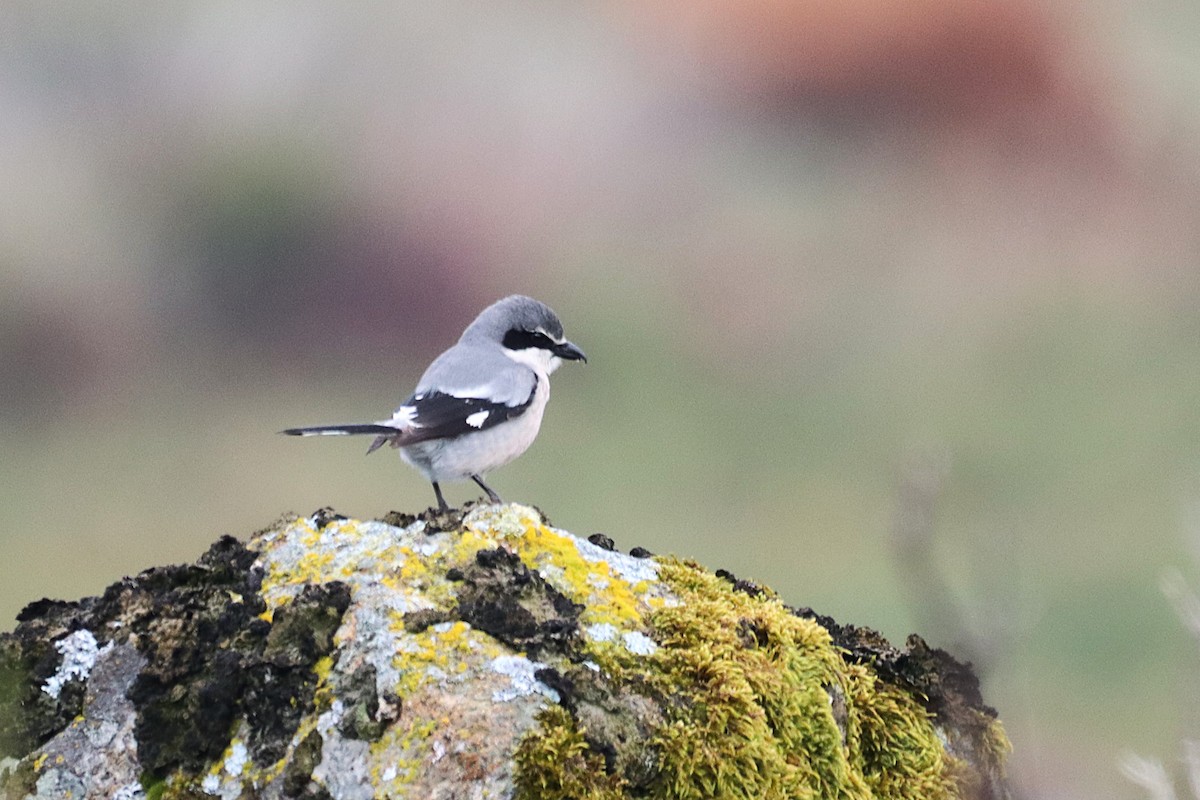 Iberian Gray Shrike - ML635523150