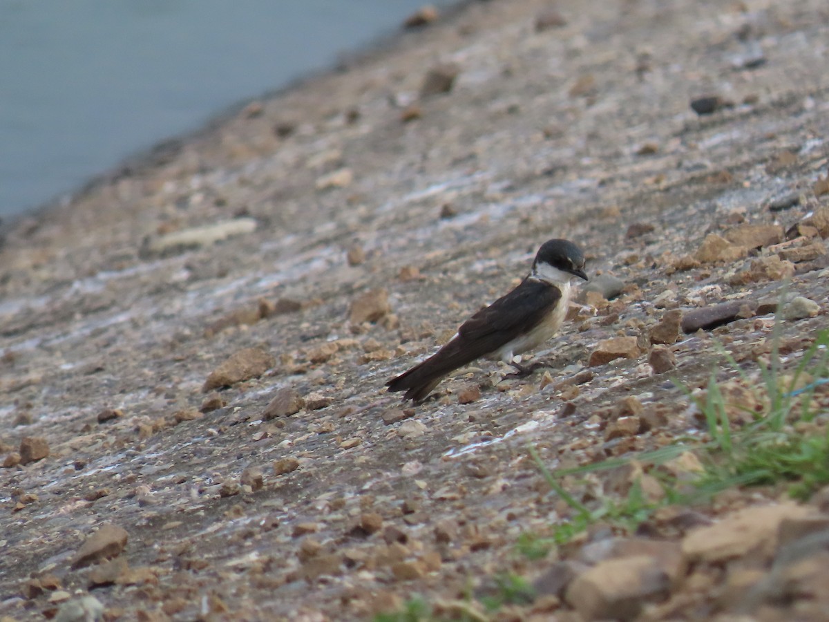 Mangrove Swallow - ML635523154