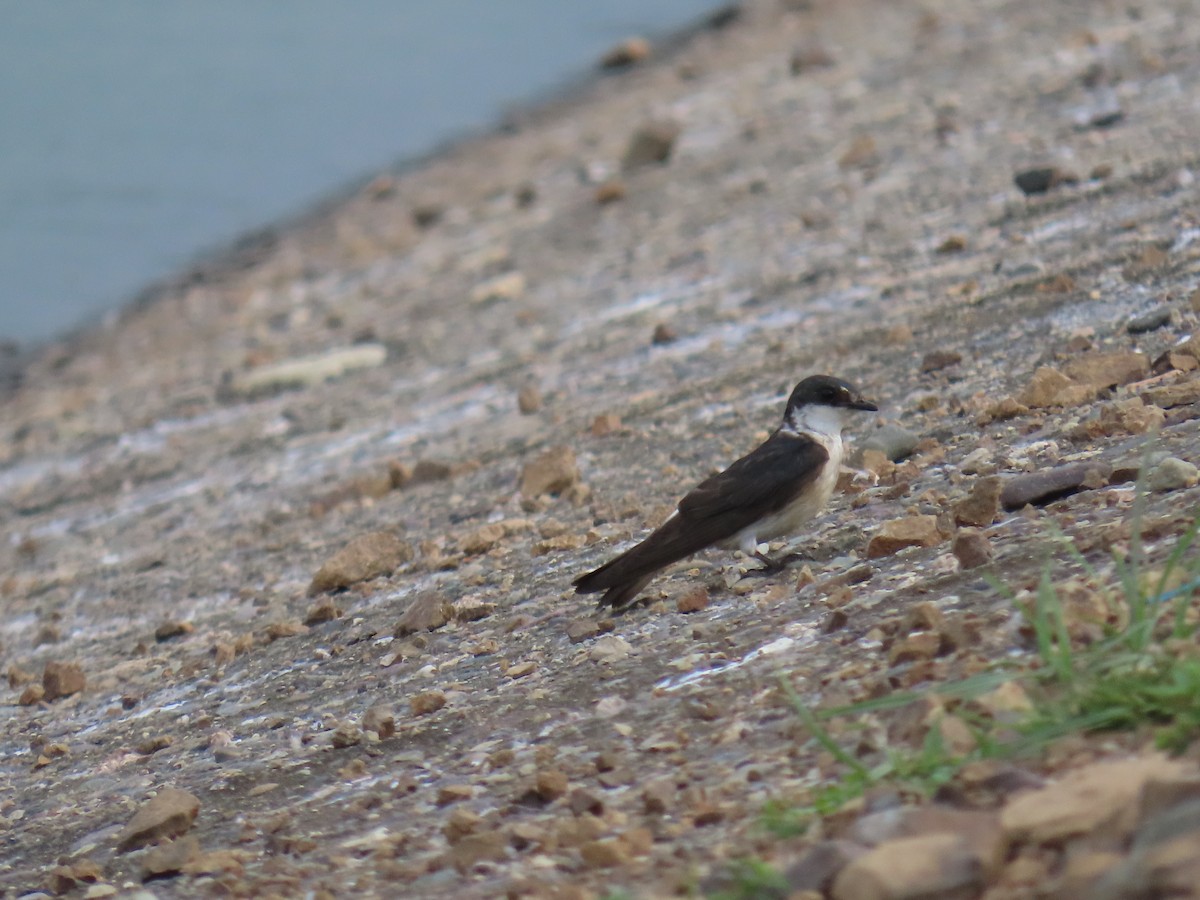 Mangrove Swallow - ML635523155