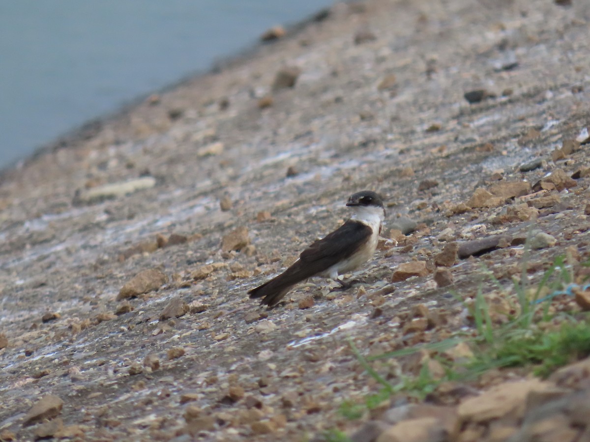 Mangrove Swallow - ML635523156