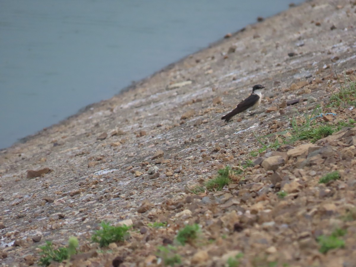 Mangrove Swallow - ML635523157