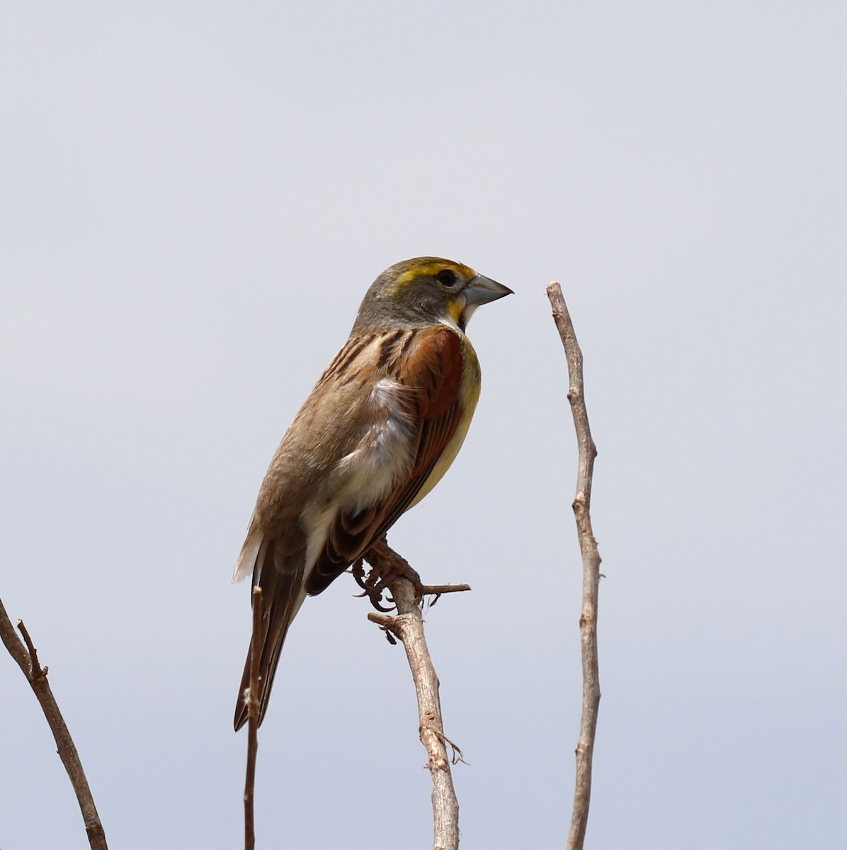 Dickcissel - ML635523225