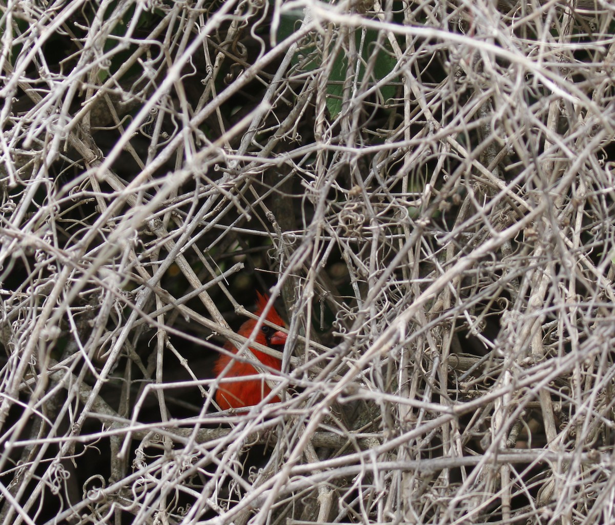 Northern Cardinal - ML635523236