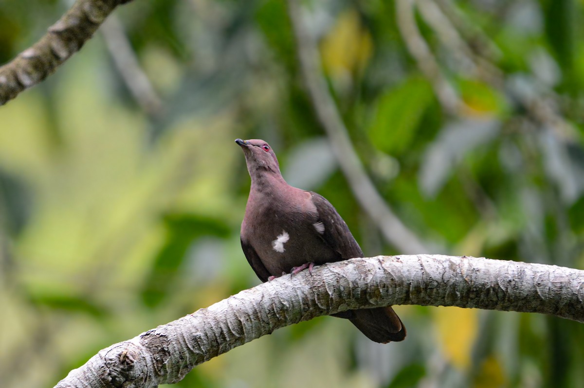 Short-billed Pigeon - ML635523251