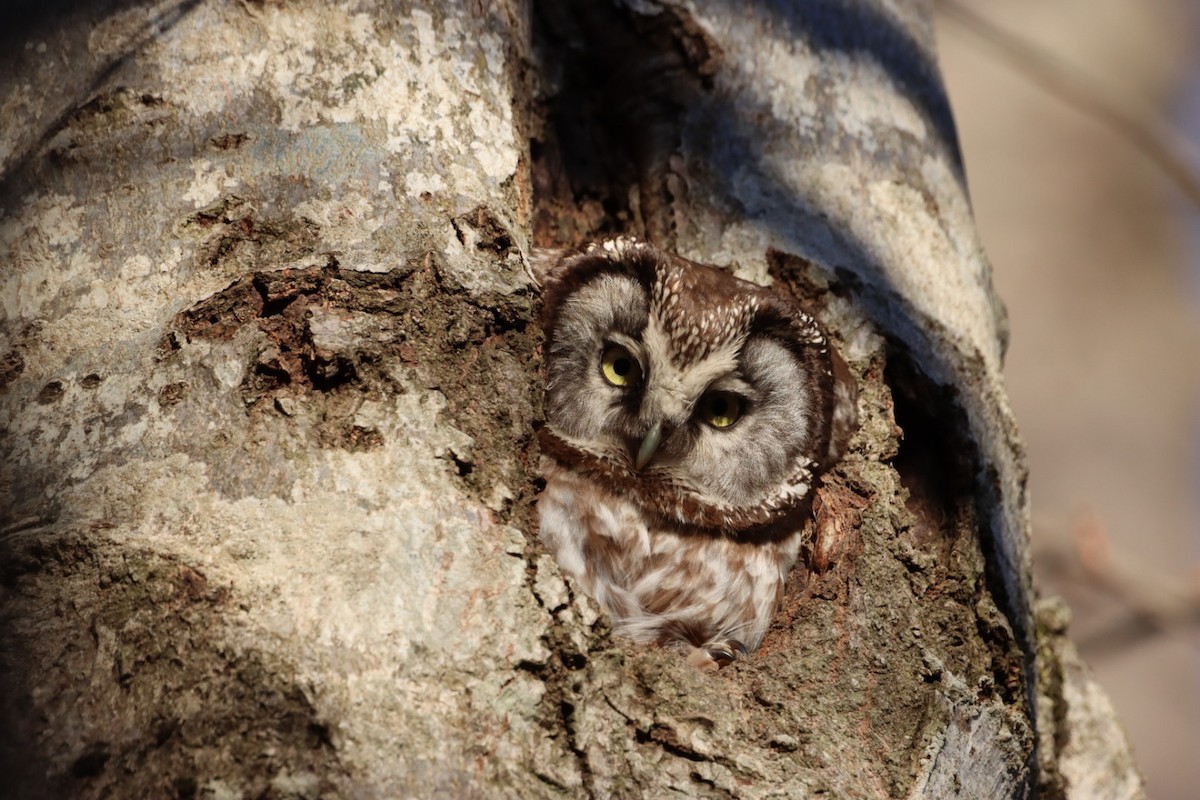 Boreal Owl - ML635523265