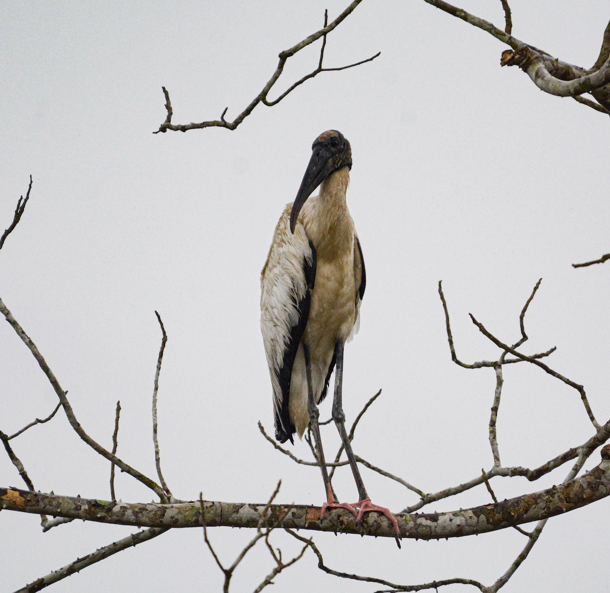 Wood Stork - ML635523310