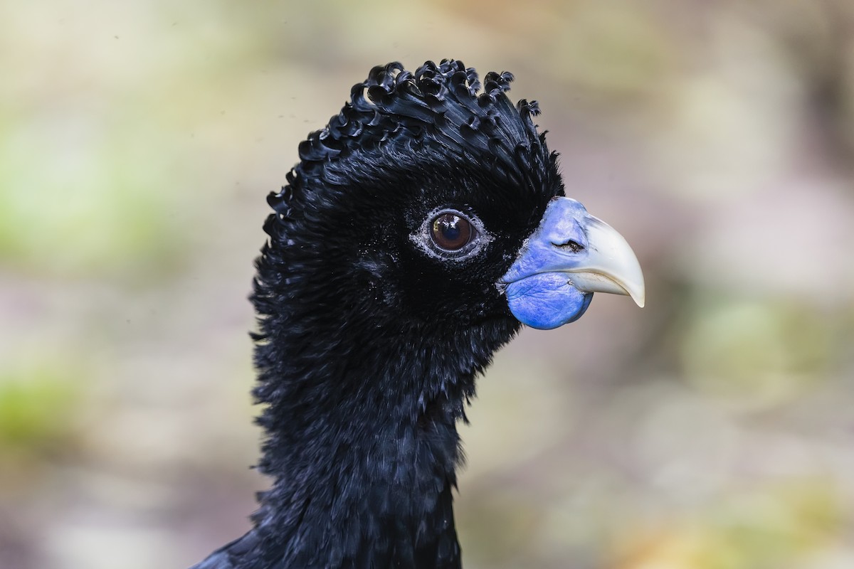 Blaulappenhokko - ML635523378