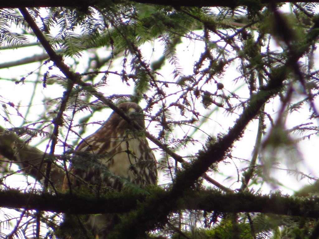 Rotschwanzbussard - ML635523383
