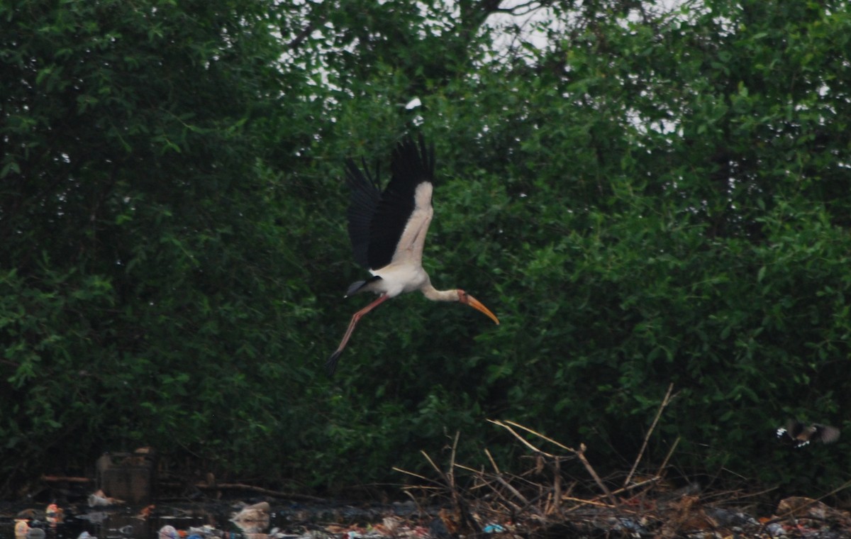 Milchstorch - ML635523410