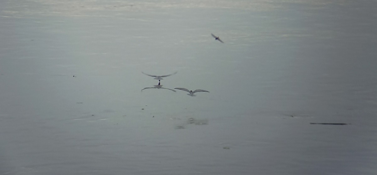 Trauerseeschwalbe - ML635523415