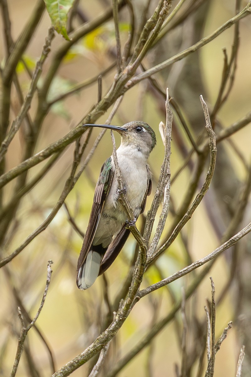Diamantina Sabrewing - ML635523434
