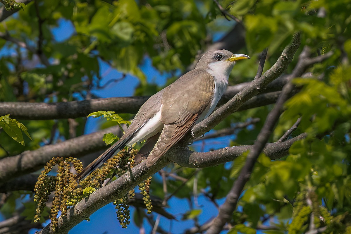Yellow-billed Cuckoo - ML635523447